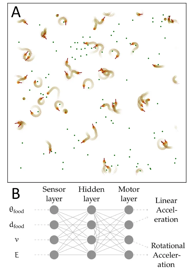 The dynamical regime and its importance for evolvability, task performance and generalization