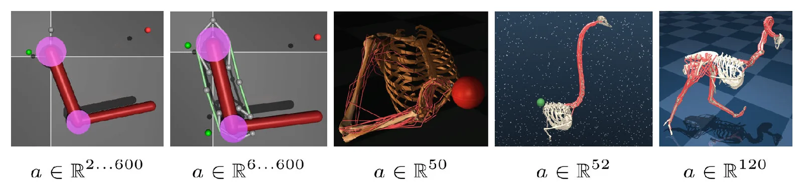 Coordinated exploration enables scaling to many muscles.
