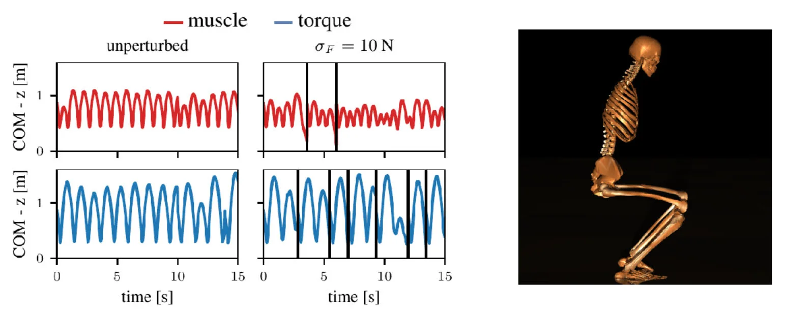 Muscles lead to more robust hopping behavior in a humanoid.