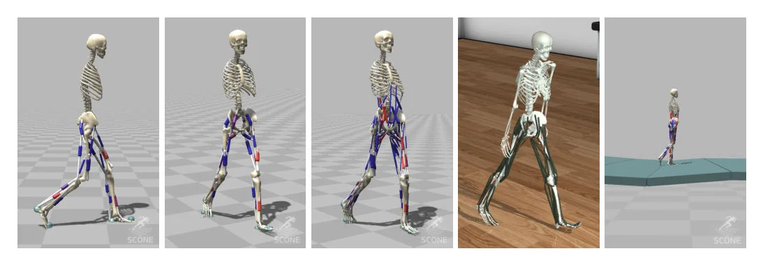 Learning natural gaits in musculoskeletal humanoids.