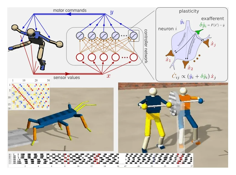 Differential extrinsic plasticity DEP in a neural network controller and emerging behaviors of simulated robots.